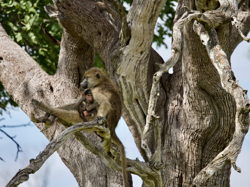 Africa Packing Lists: Safari, Gorilla Trekking & More — All About Africa guide