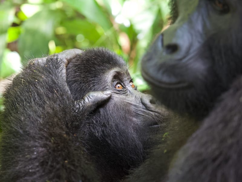 Gorilla Trekking: Rwanda, Uganda and DRC — All About Africa guide