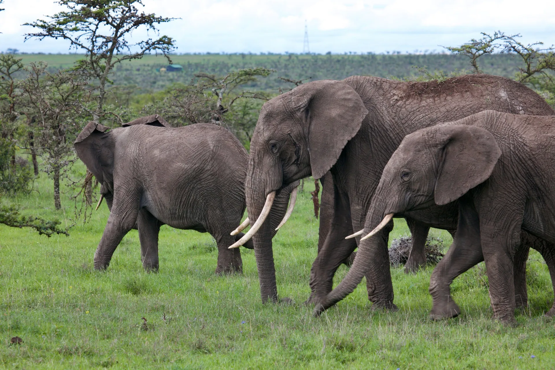 A family of elephants walking through green grassland in Laikipia, Kenya