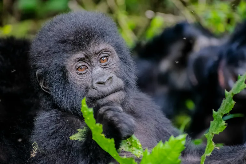 A young mountain gorilla resting its hand near its mouth while looking toward the camera through green foliage