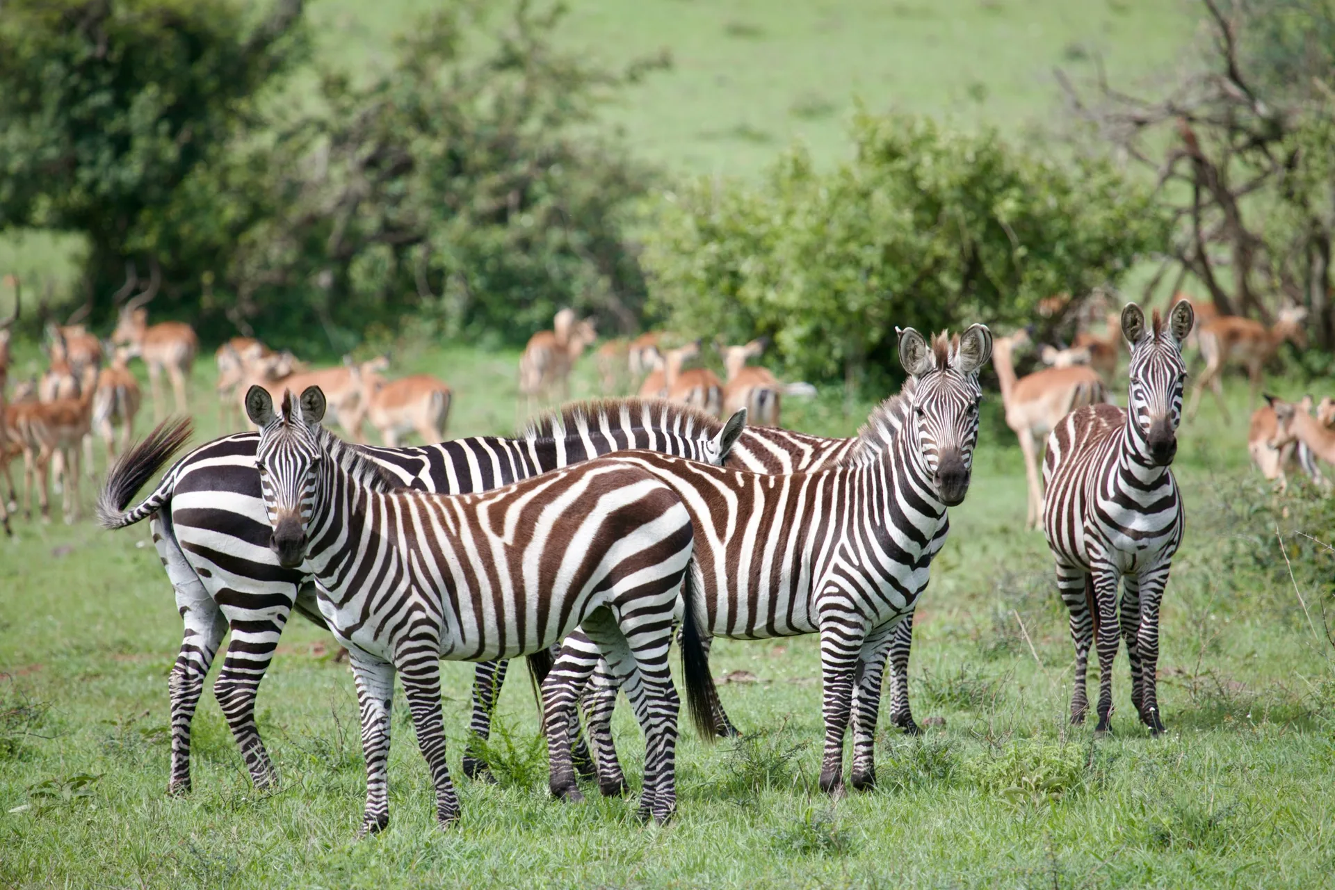 A group of zebra standing in green Serengeti grassland with impala behind them