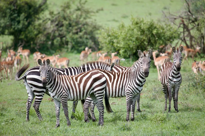 A group of zebra standing in green Serengeti grassland with impala behind them