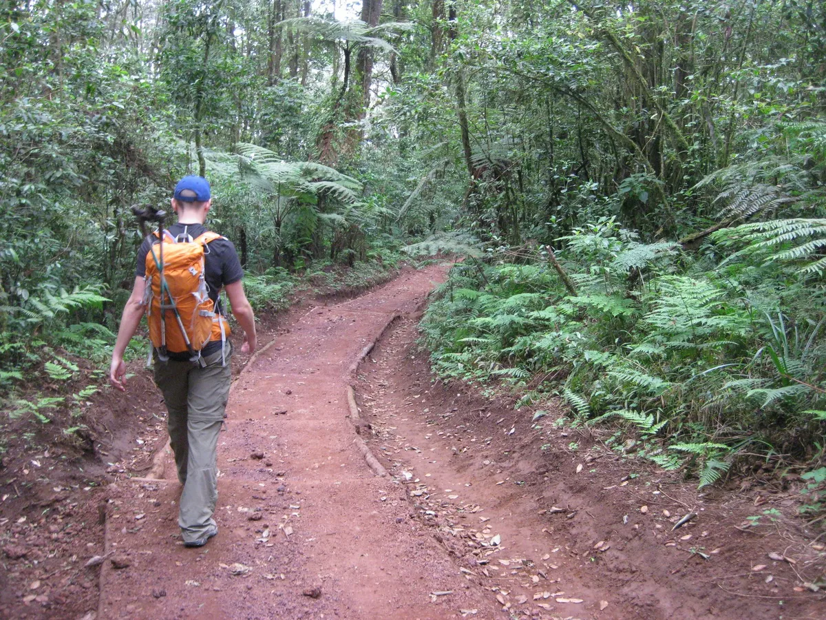 A climber walking a red mud trail through montane rainforest and tree ferns on Kilimanjaro