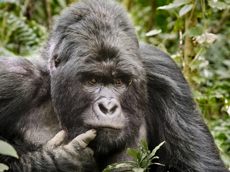 A silverback mountain gorilla sits in dense green vegetation, resting a finger against its mouth while looking toward the camera