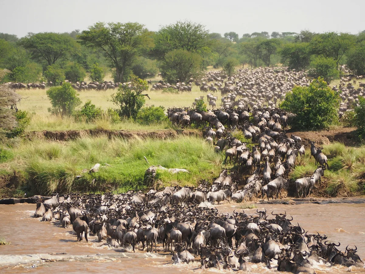 A vast herd of wildebeest streaming down a grassy riverbank and crossing a shallow river on the African savannah