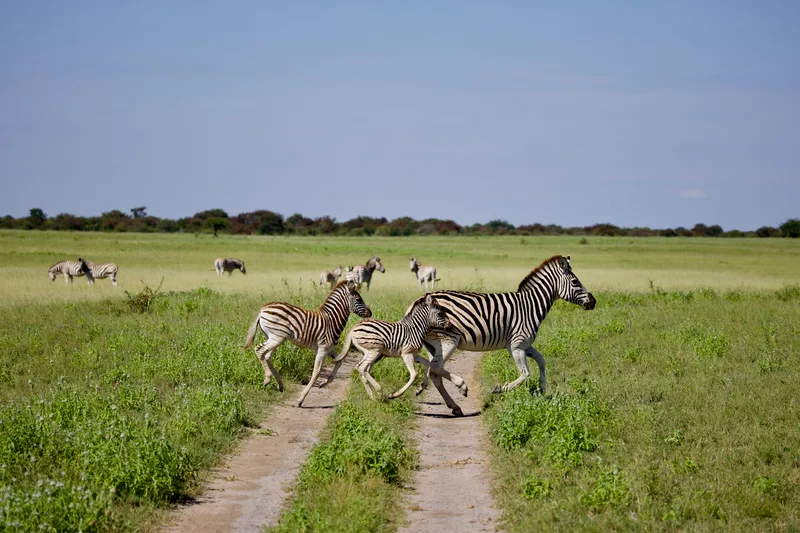 Three zebras trotting across a dirt track through green grassland, with more zebras grazing in the distance under a pale blue sky
