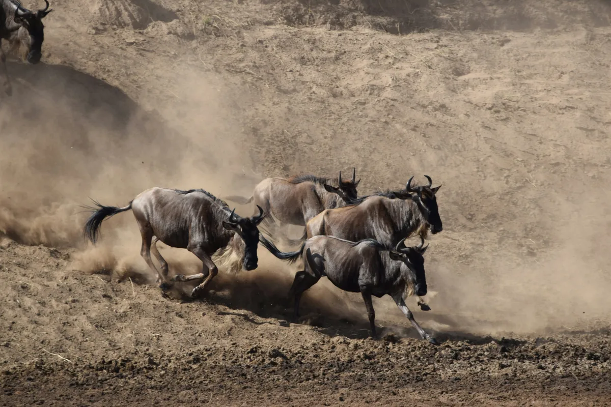 Four wildebeest galloping down a dusty riverbank, kicking up clouds of dust