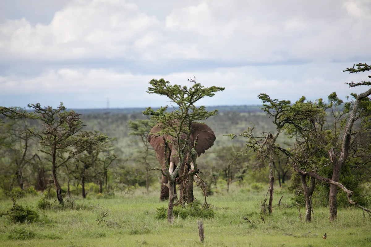 An elephant with ears spread standing among sparse acacia trees on a green savanna under a cloudy sky