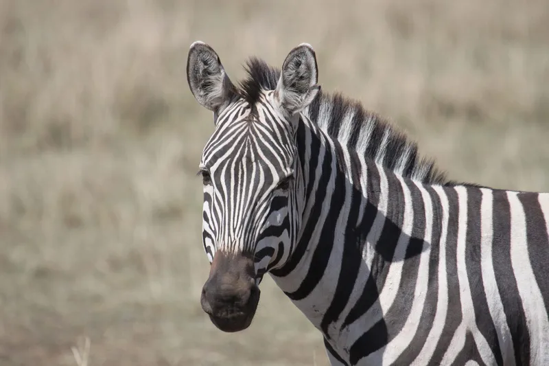 A plains zebra standing in profile in dry grass, Maasai Mara