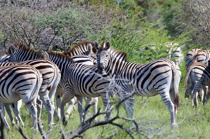 A herd of plains zebra standing in green grass in the Okavango Delta, one facing the camera