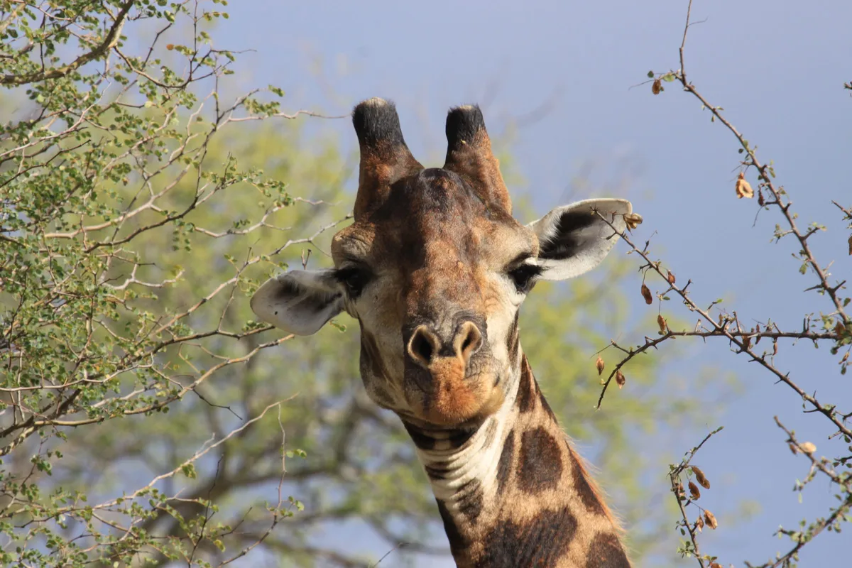 A giraffe feeding among thorn branches in the Timbavati, Limpopo