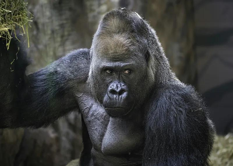A silverback gorilla facing forward with one arm raised, gazing directly at the camera