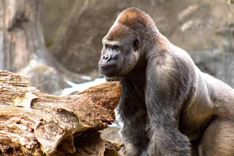 A silverback gorilla sits behind a large weathered log, gazing off to the side